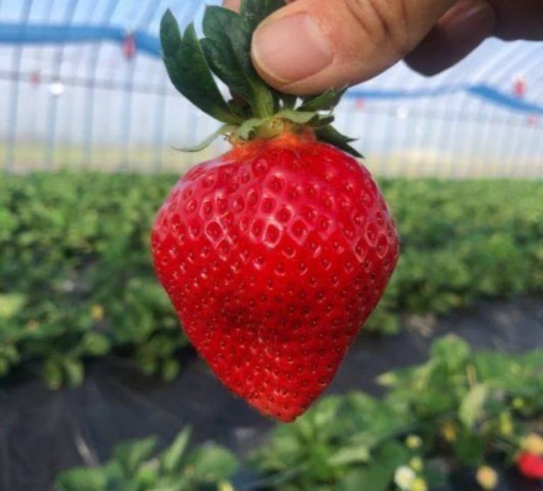 九州福岡旅遊必到！ULUU士多啤梨果園任摘「甜王草莓」優惠！